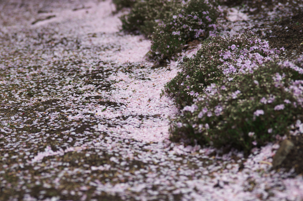 桜波