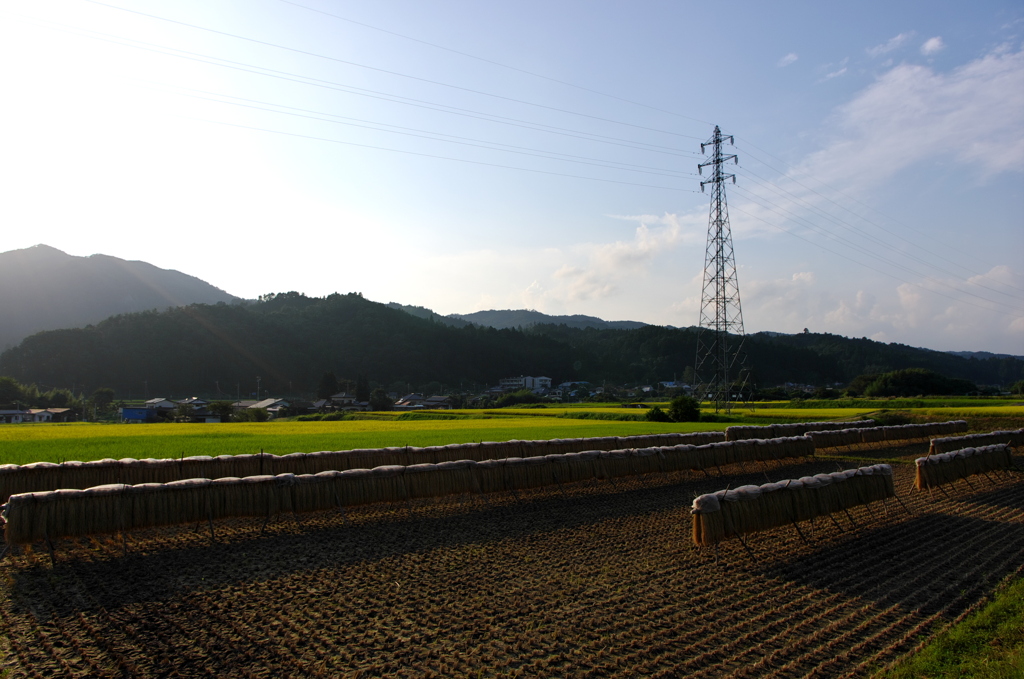 今年も見れた