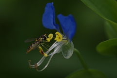 この花の時期になったのか・・・