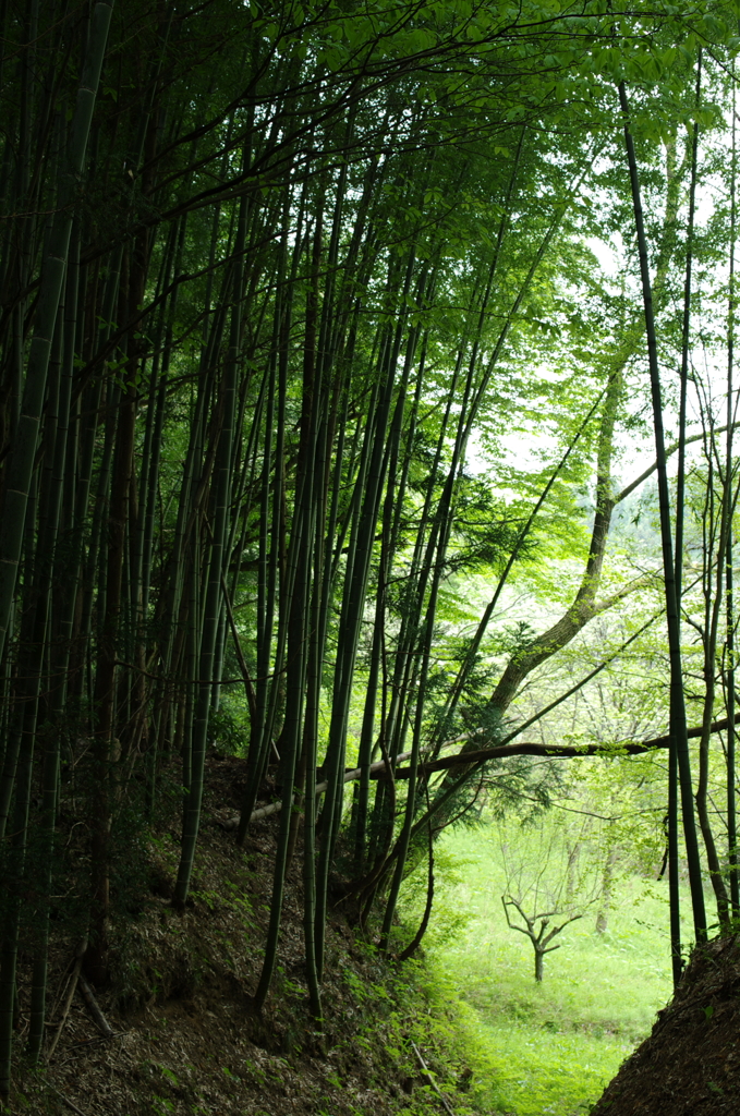 竹林を抜けると