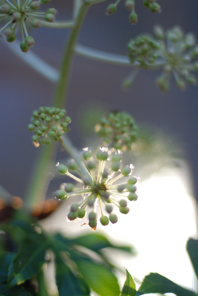 ヤツデの花火