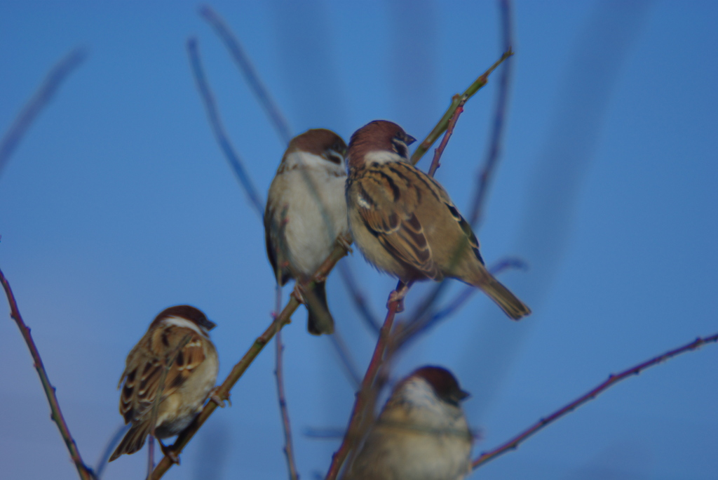 あっち向いてホイ