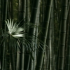 竹林