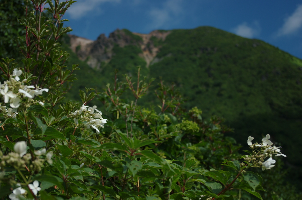 夏山のお誘い