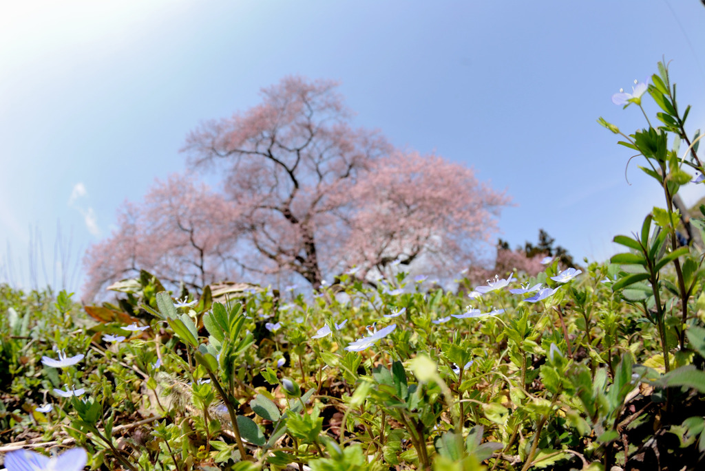 花の競演