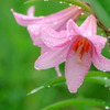 ひめさゆり～雨～