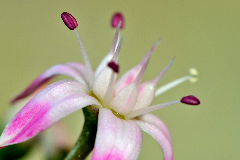 金のなる木の花