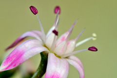 金のなる木の花