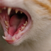 んにゃ～ご