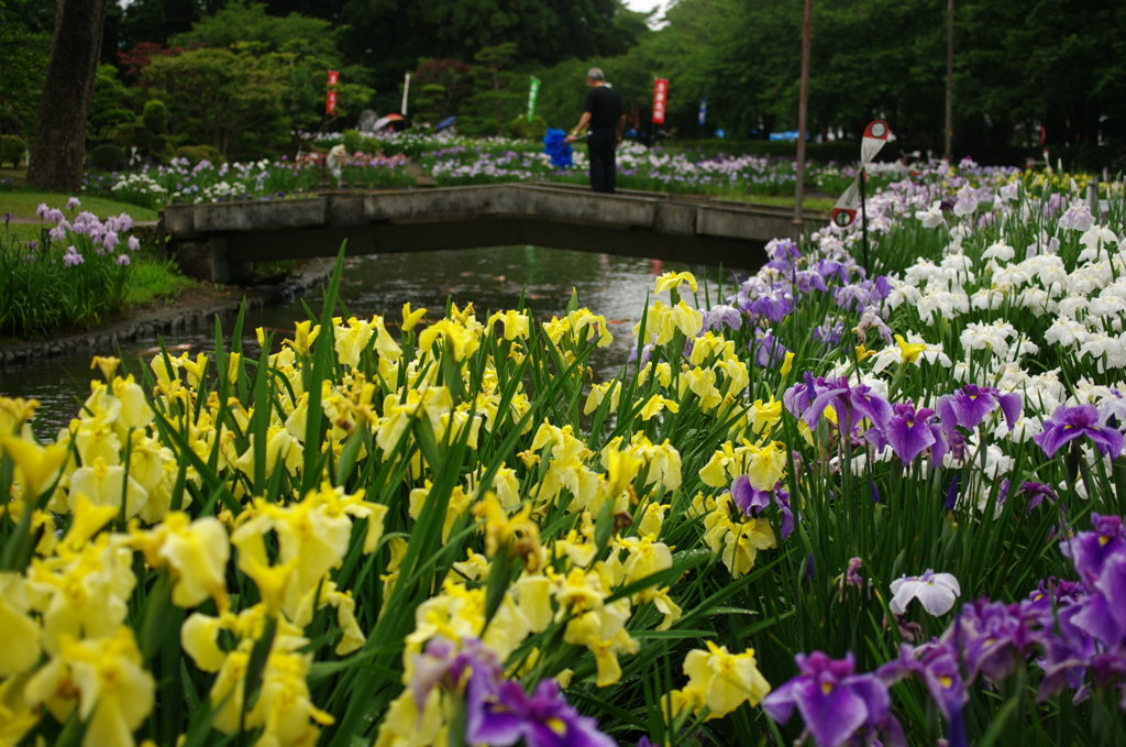 あやめの園