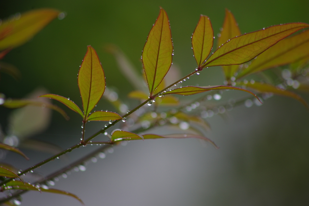 秋雨。。ちと寂しい