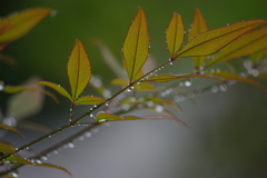 秋雨。。ちと寂しい