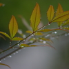 秋雨。。ちと寂しい