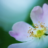 薔薇と遊ぶ３