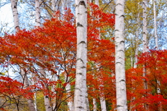 白樺で紅葉