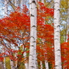 白樺で紅葉