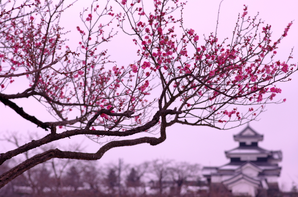 紅梅小峰城