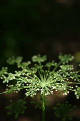 線香花火のように