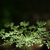 線香花火のように