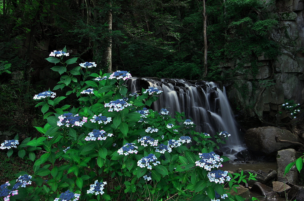 紫陽花滝