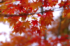 夢想苑の紅