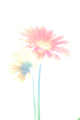 光の祝福