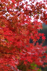 矢祭山公園の紅