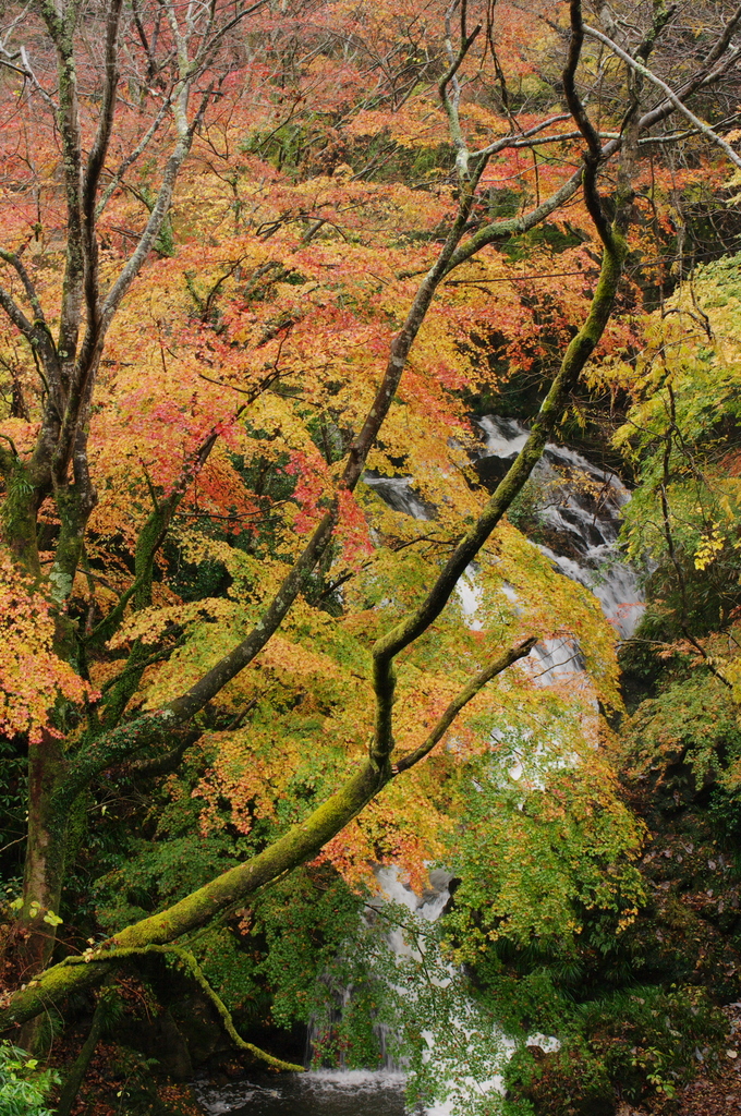 紅葉と滝