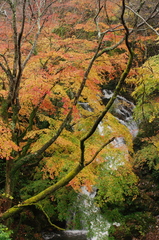 紅葉と滝