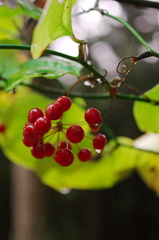 秋雨コーティング