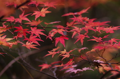 江竜田で見た紅