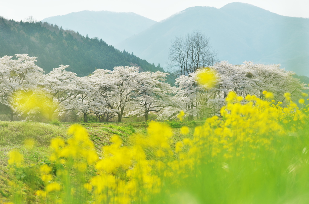 春色詰め合わせ