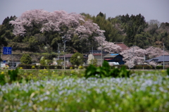 あふれる桜