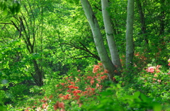 ツツジ彩る緑の森