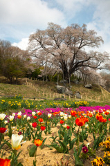 桜ラストスパート