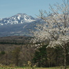 雪残る山と桜