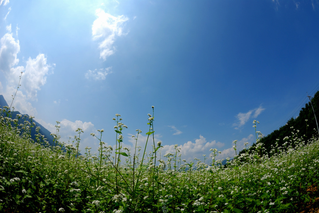 スカイブルー（蕎麦畑）