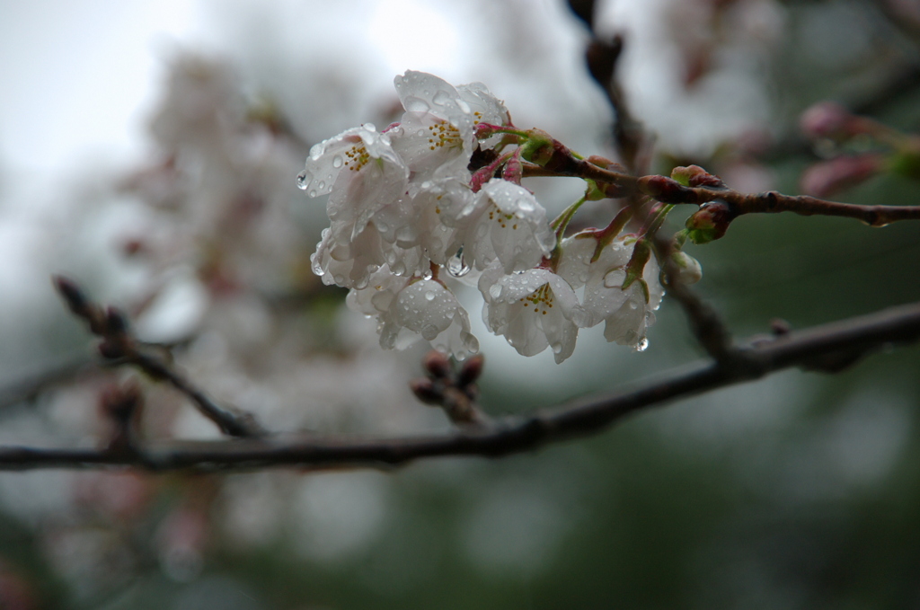 雨・濡れて