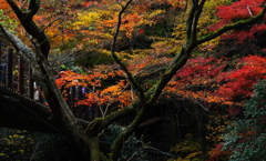 晩秋の美