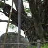越代の桜
