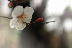 まだ２分咲き