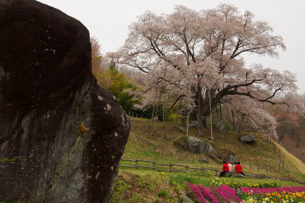 越代の桜　推定400年