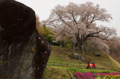 越代の桜　推定400年