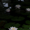 水に咲く