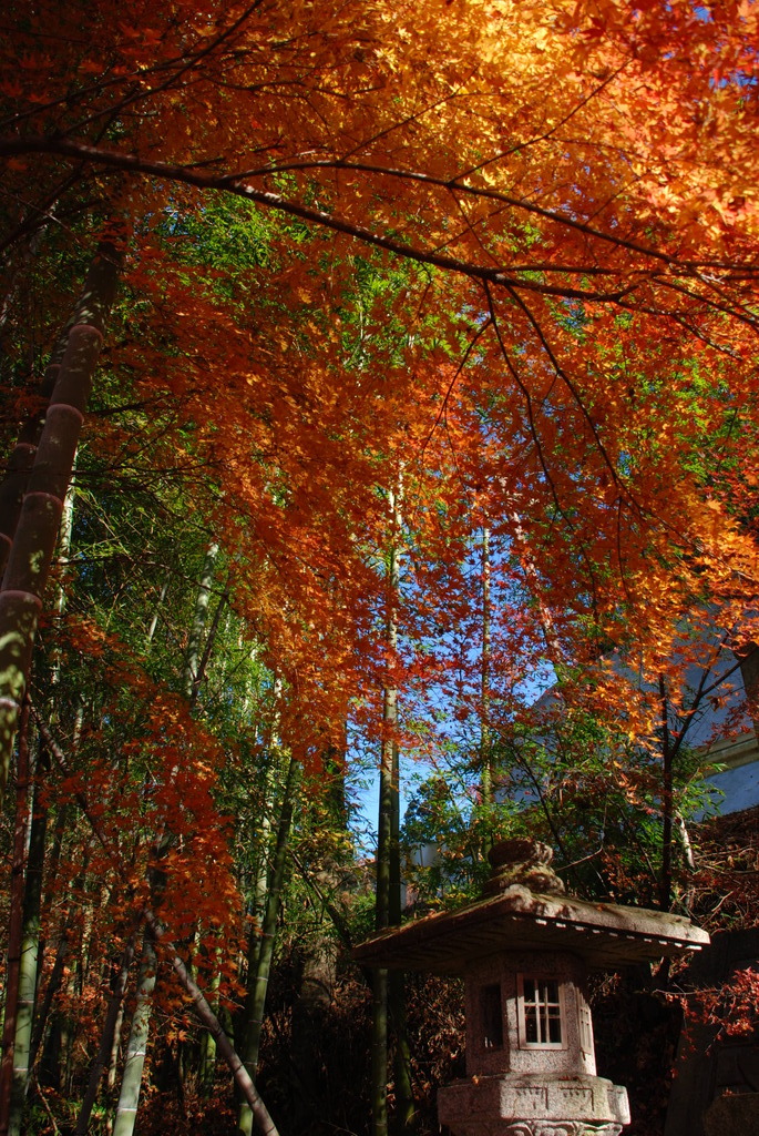 光を借りて竹と紅葉
