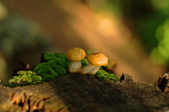 かわいいお出迎え