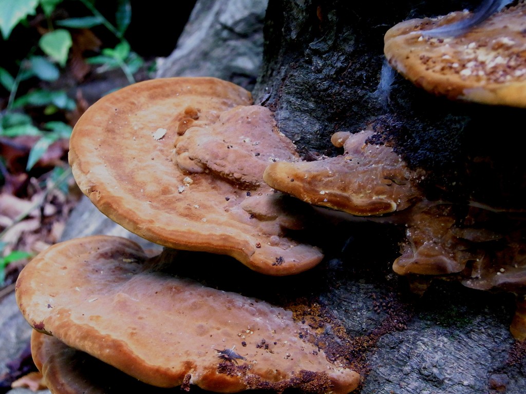 さるのこしかけ