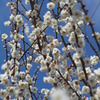梅林公園