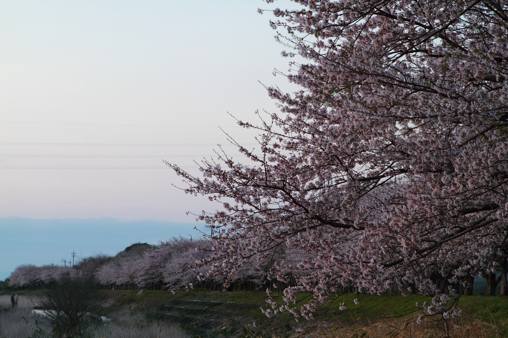 安濃川　桜