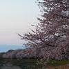 安濃川　桜